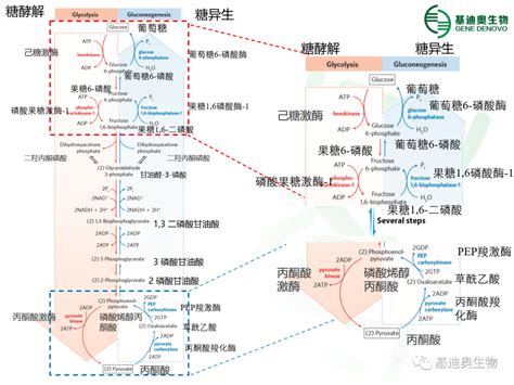 糖解途徑口訣|糖解